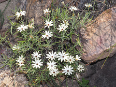 Dimorphotheca acutifolia