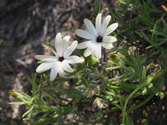 Dimorphotheca acutifolia