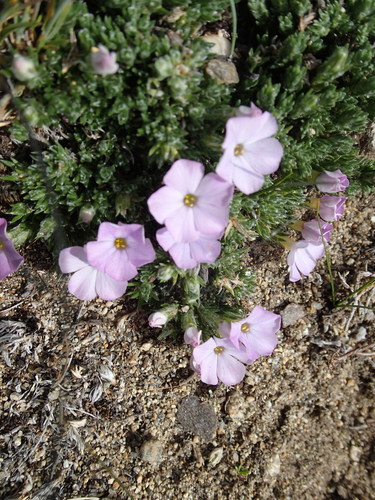 Image of Phlox richardsonii by (c) Rob Foster, some rights reserved (CC BY)
