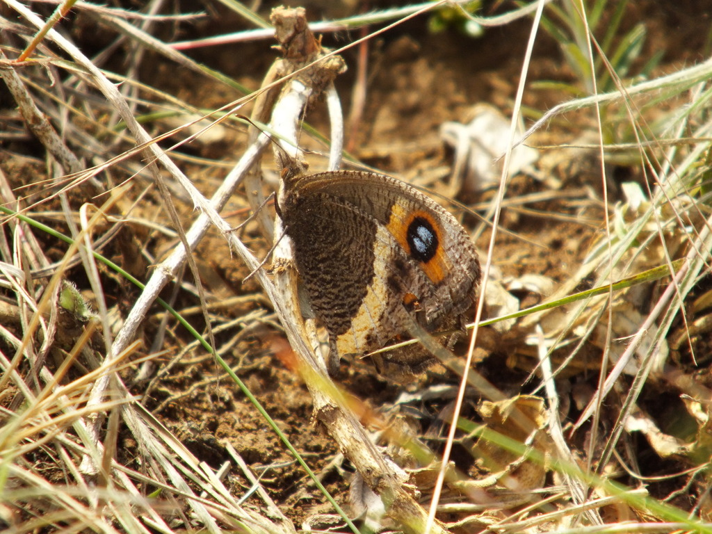 Pampasatyrus glaucope
