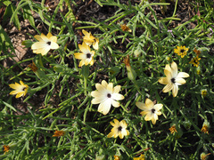 Dimorphotheca acutifolia