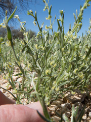Pectocarya recurvata
