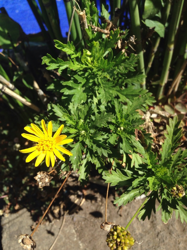 Euryops chrysanthemoides, NA, GT-SO, GT