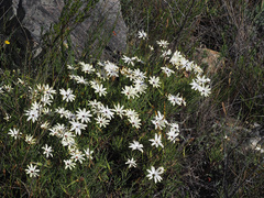Dimorphotheca acutifolia