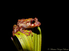 Pristimantis parectatus