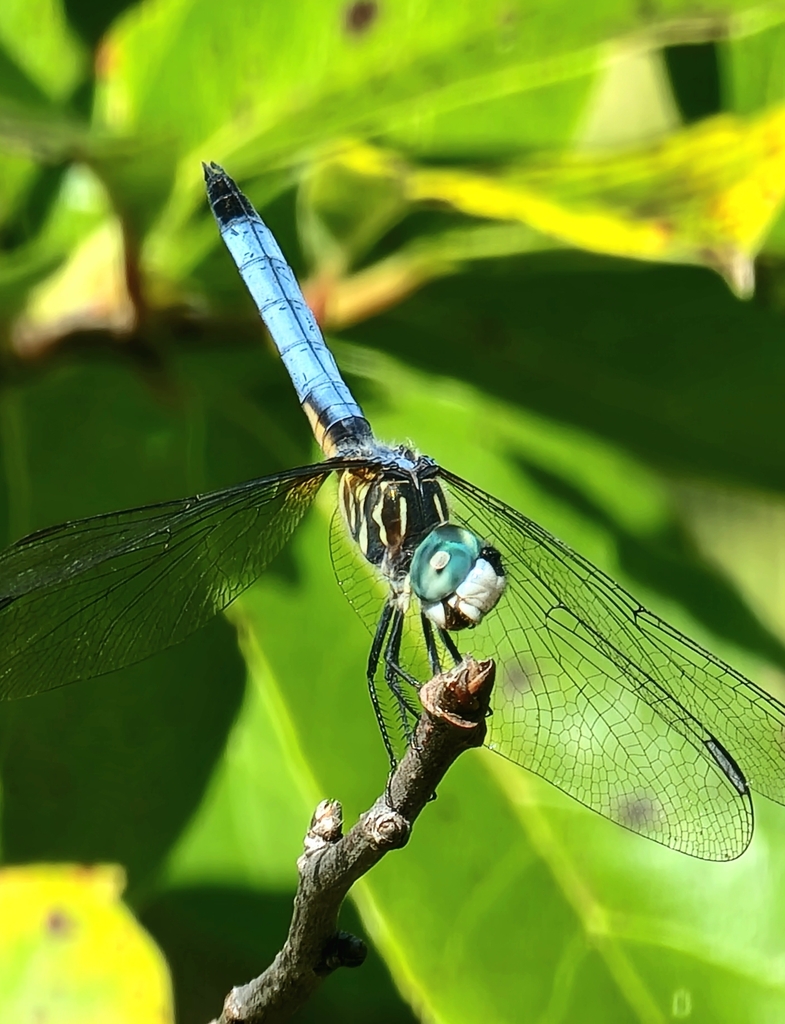 Blue Dasher from Windsor, New Albany, OH 43054, USA on August 20, 2023
