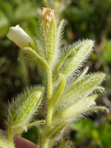 Image of Onosma arenaria by (c) Patrick Hacker, some rights reserved (CC BY)