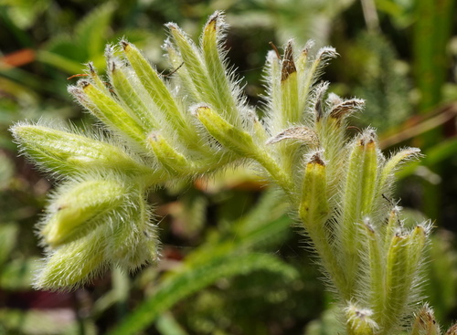Image of Onosma arenaria by (c) Patrick Hacker, some rights reserved (CC BY)