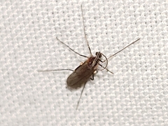 Cecidomyia