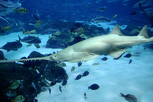 Pristidae
