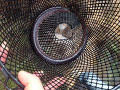 Amphiuma tridactylum