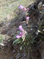 Penstemon gormanii