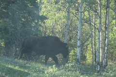 Bison bison athabascae