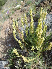 Oxytropis borealis