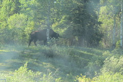 Bison bison athabascae