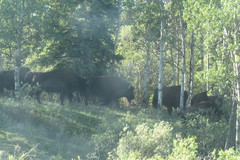 Bison bison athabascae
