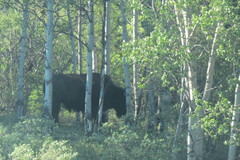 Bison bison athabascae