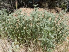 Cryptantha barbigera
