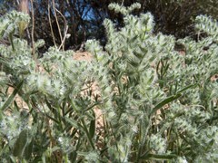 Cryptantha barbigera