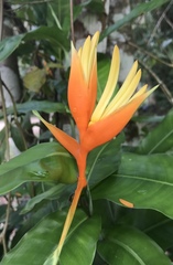 Heliconia aurantiaca