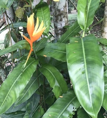 Heliconia aurantiaca