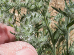 Cryptantha barbigera