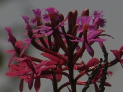 Epidendrum arachnoglossum