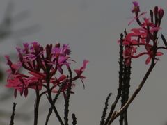 Epidendrum arachnoglossum