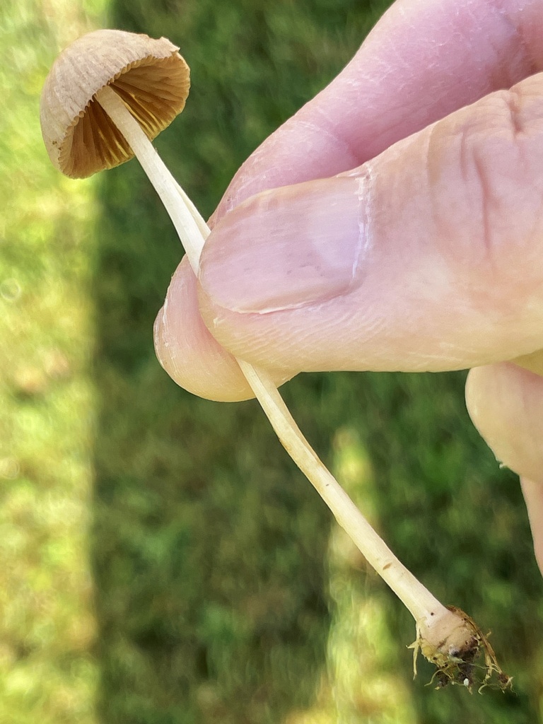 Conocybe sp. 'WA02'