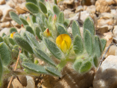 Acmispon brachycarpus