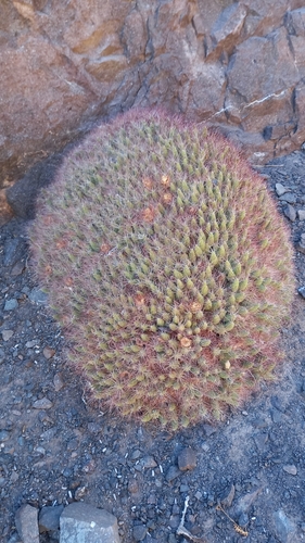 Maihueniopsis colorea