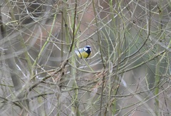 Parus major