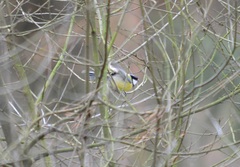 Parus major