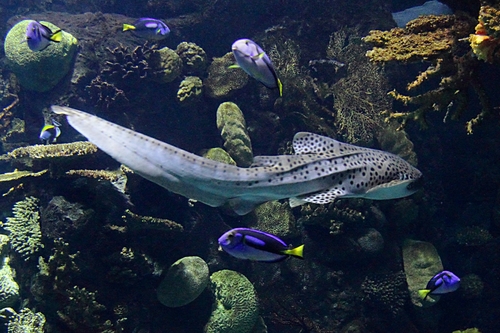 Stegostoma tigrinum