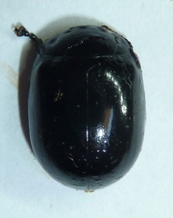 Paropsisterna morio