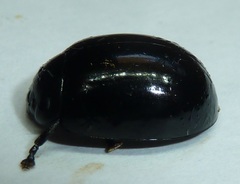 Paropsisterna morio