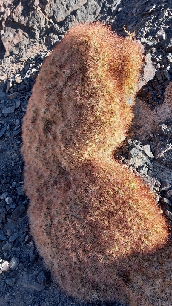 Maihueniopsis colorea
