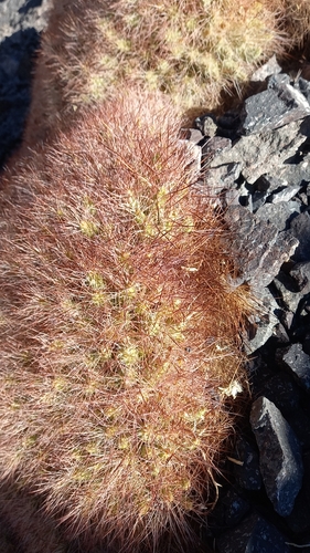 Maihueniopsis colorea