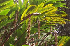 Alpinia boia