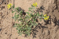 Alyssum montanum gmelinii