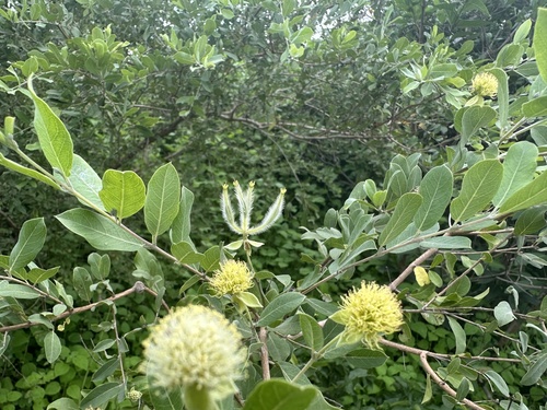 Guiera senegalensis
