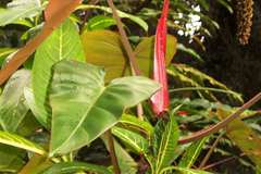 Philodendron erubescens