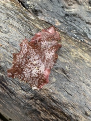 Chondracanthus