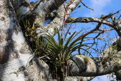 Tillandsia elusiva