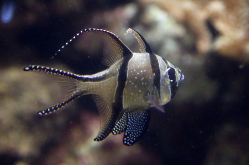Pterapogon kauderni