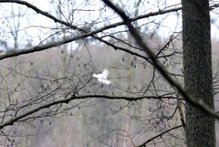Ardea alba