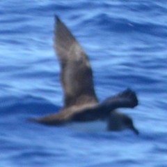 Pterodroma arminjoniana