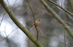 Fringilla coelebs
