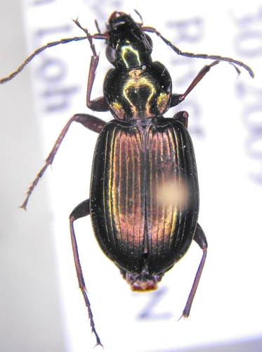 Agonum errans