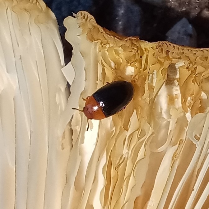 Triplax rufipes